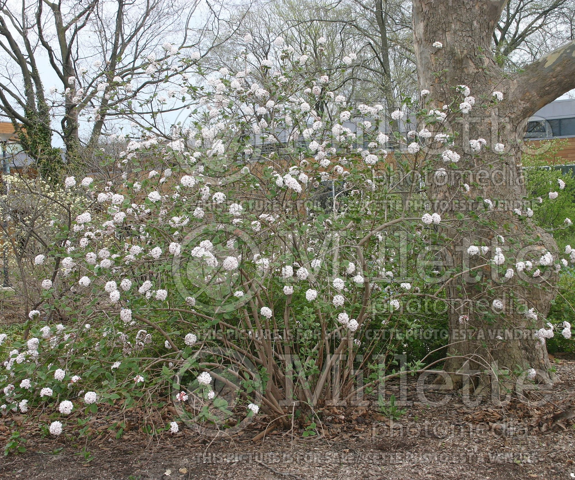 Viburnum carlesii (Korean spice viburnum) 2