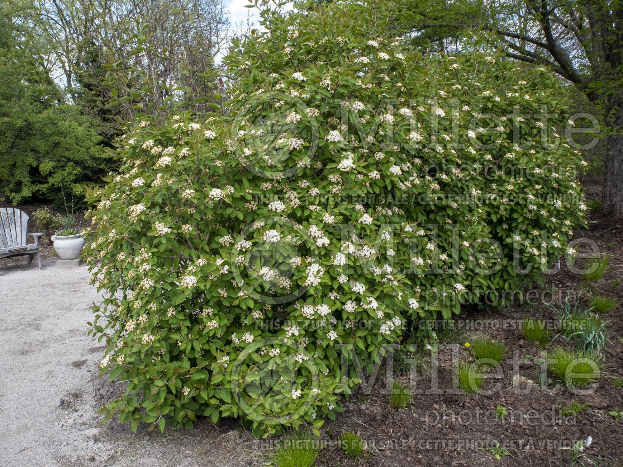 Viburnum Fireworks aka Firzam (Snowball) 1