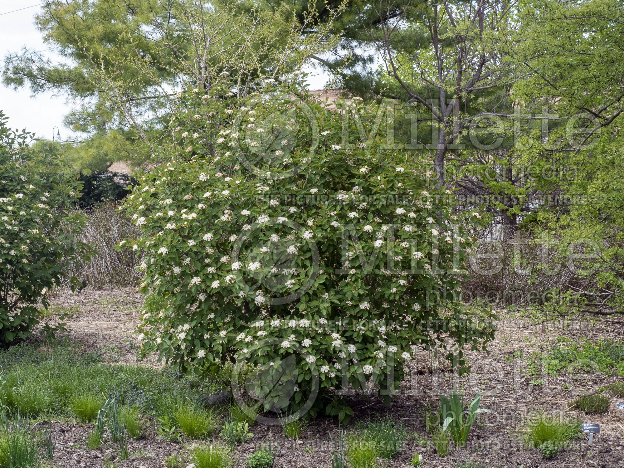 Viburnum Fireworks aka Firzam (Snowball) 2