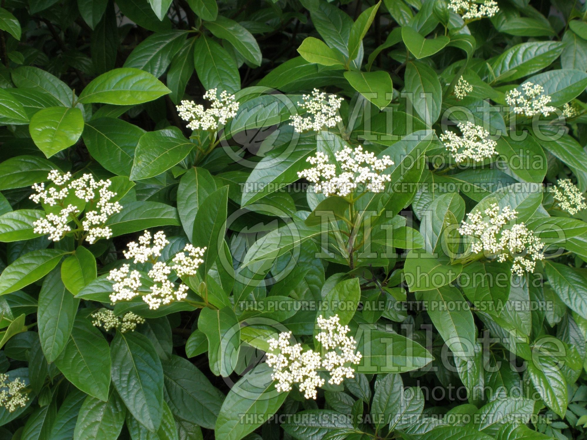 Viburnum Winterthur (Viburnum) 12