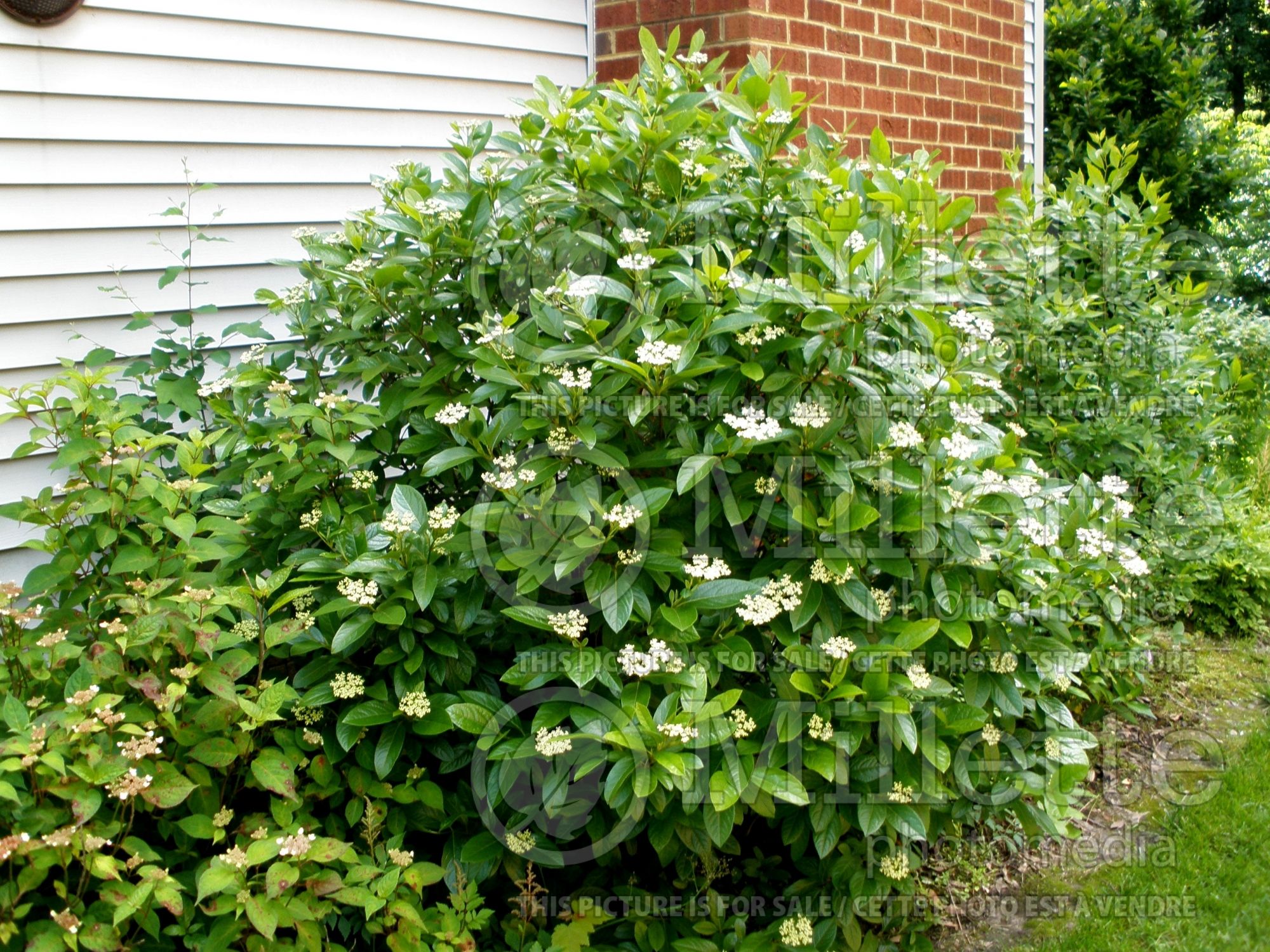 Viburnum Winterthur (Viburnum) 13