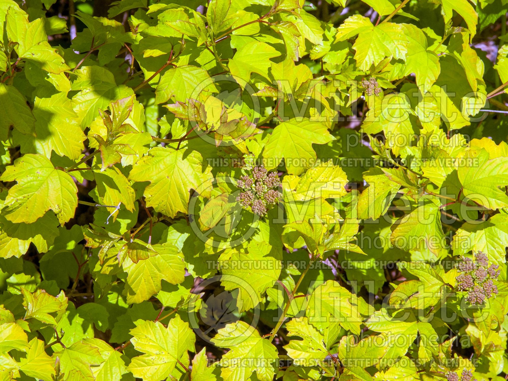 Viburnum Aureum (Lantanaphyllum viburnum) 1