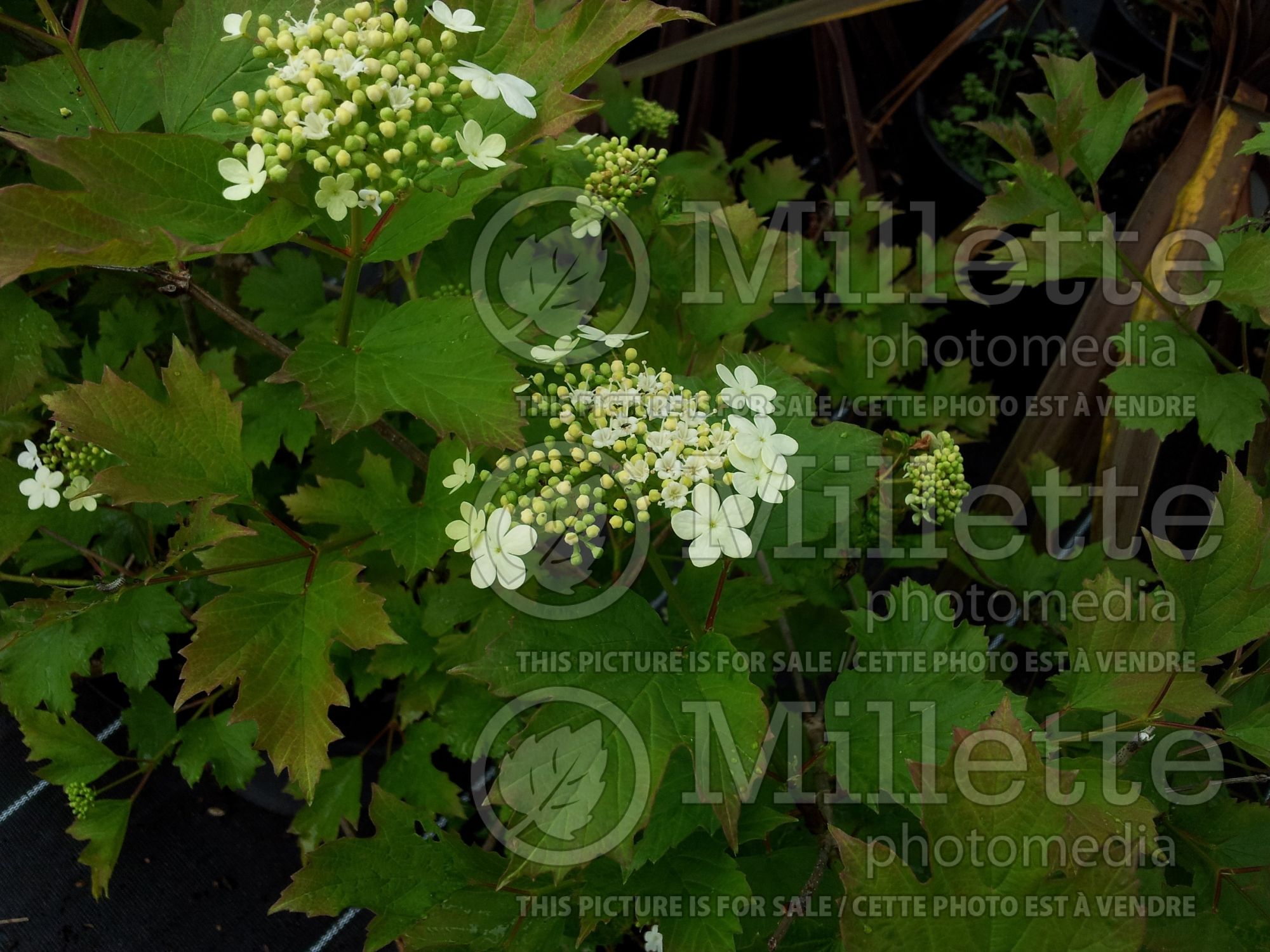 Viburnum Compactum (European Cranberry Bush Eastern Snowball) 4