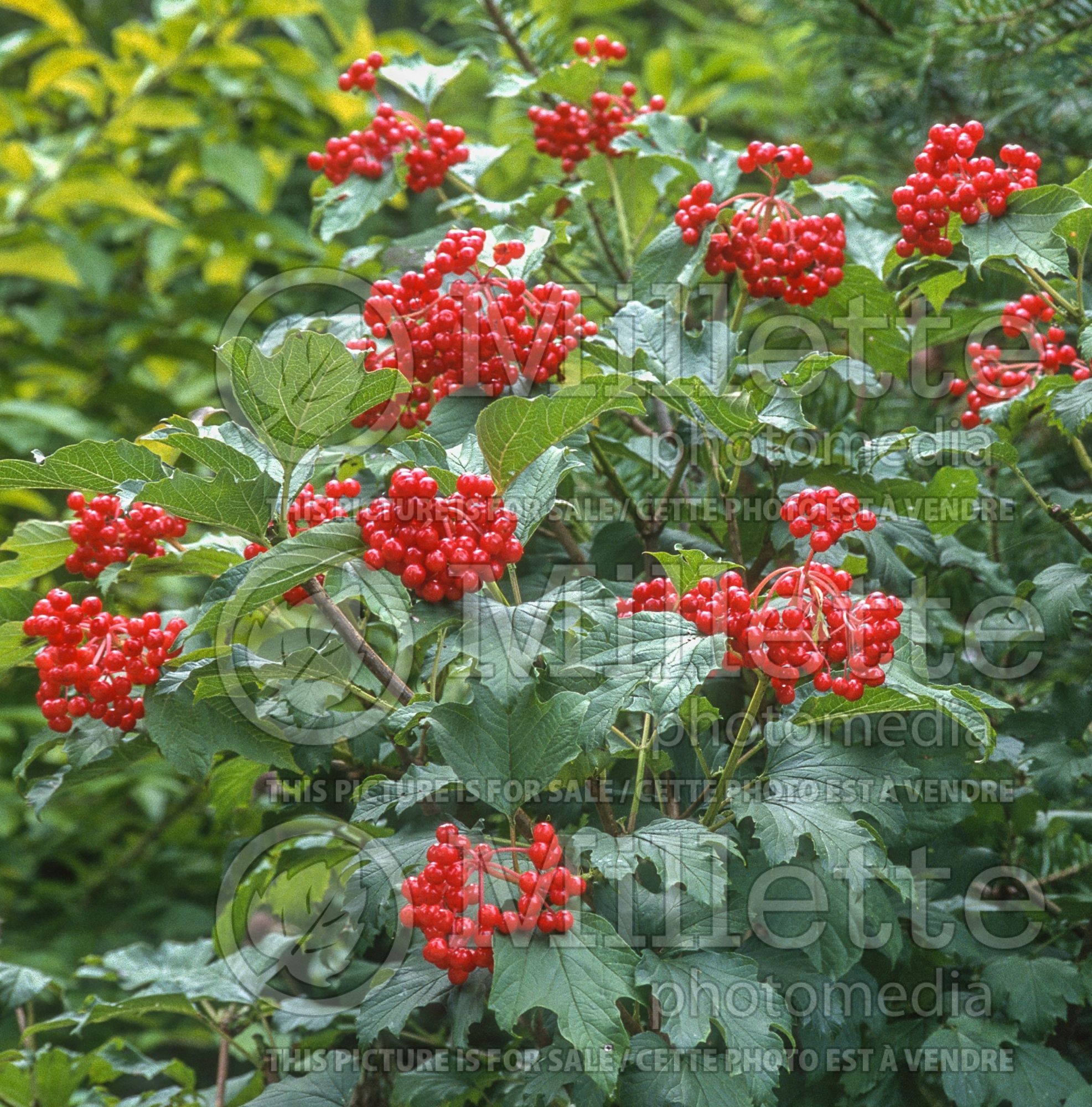 Viburnum Compactum (European Cranberry Bush Eastern Snowball) 10
