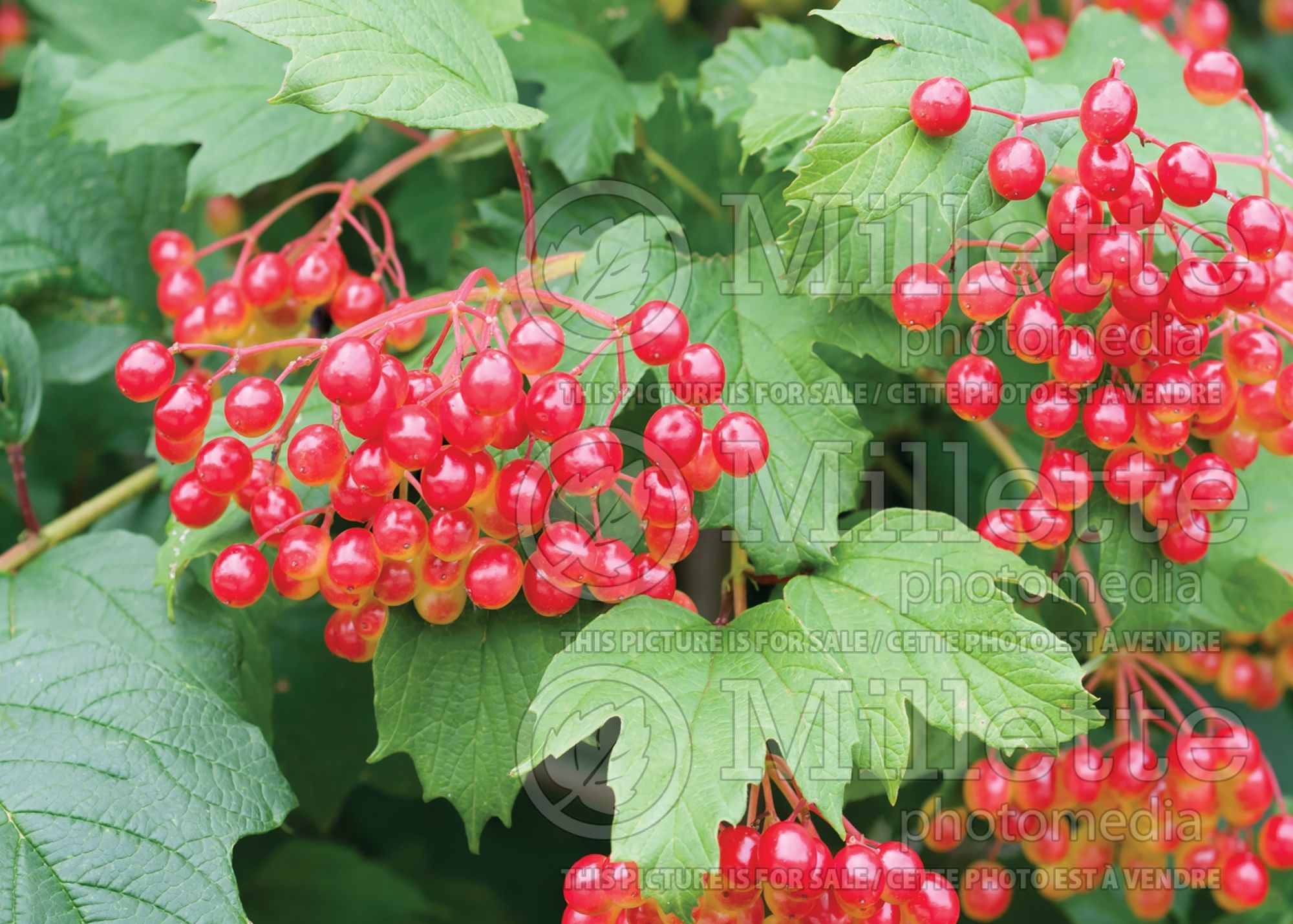 Viburnum Compactum (European Cranberry Bush Eastern Snowball) 7