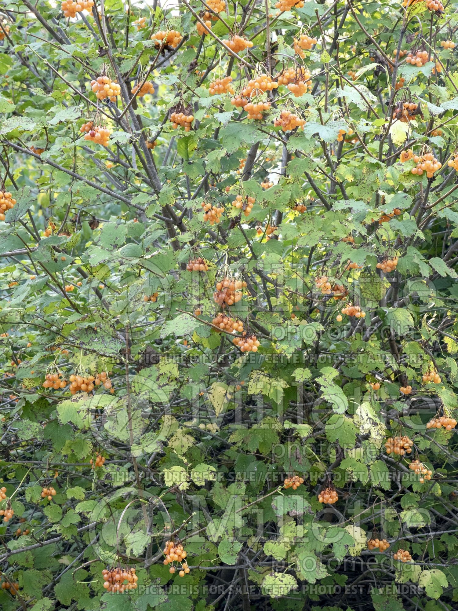 Viburnum Xanthocarpum (European Cranberry Bush Eastern Snowball) 3
