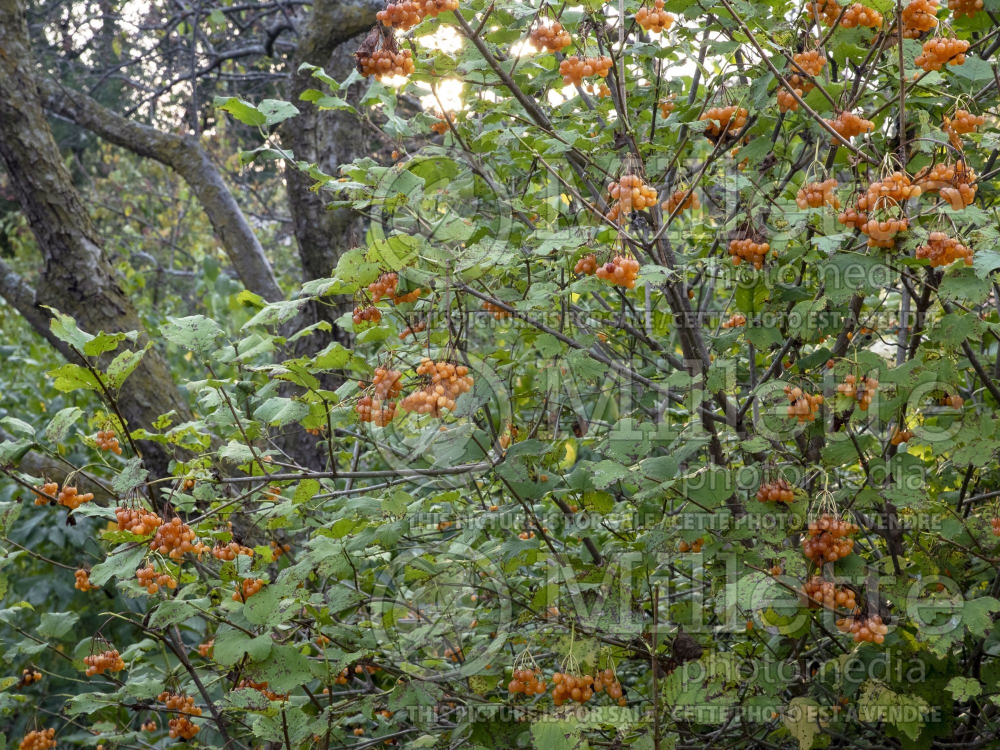 Viburnum Xanthocarpum (European Cranberry Bush Eastern Snowball) 4