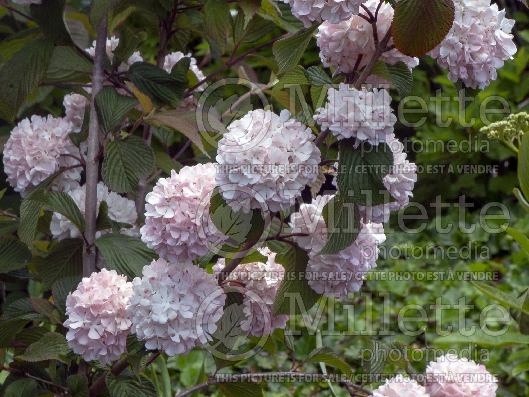 Viburnum Kern's Pink (Snowball) 1