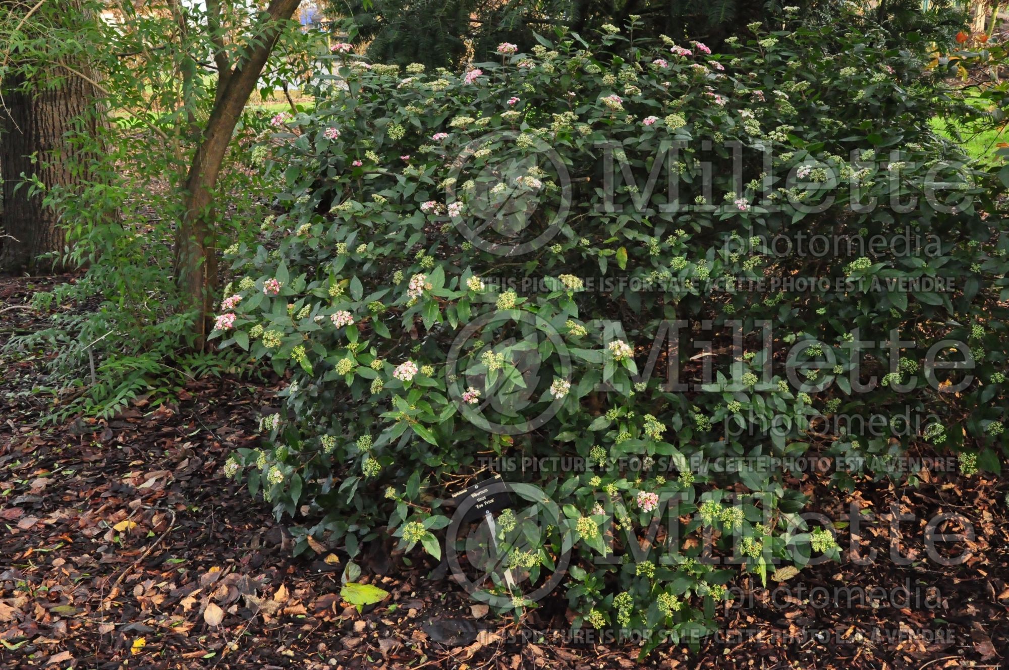 Viburnum Eve Price (Laurustinus) 6