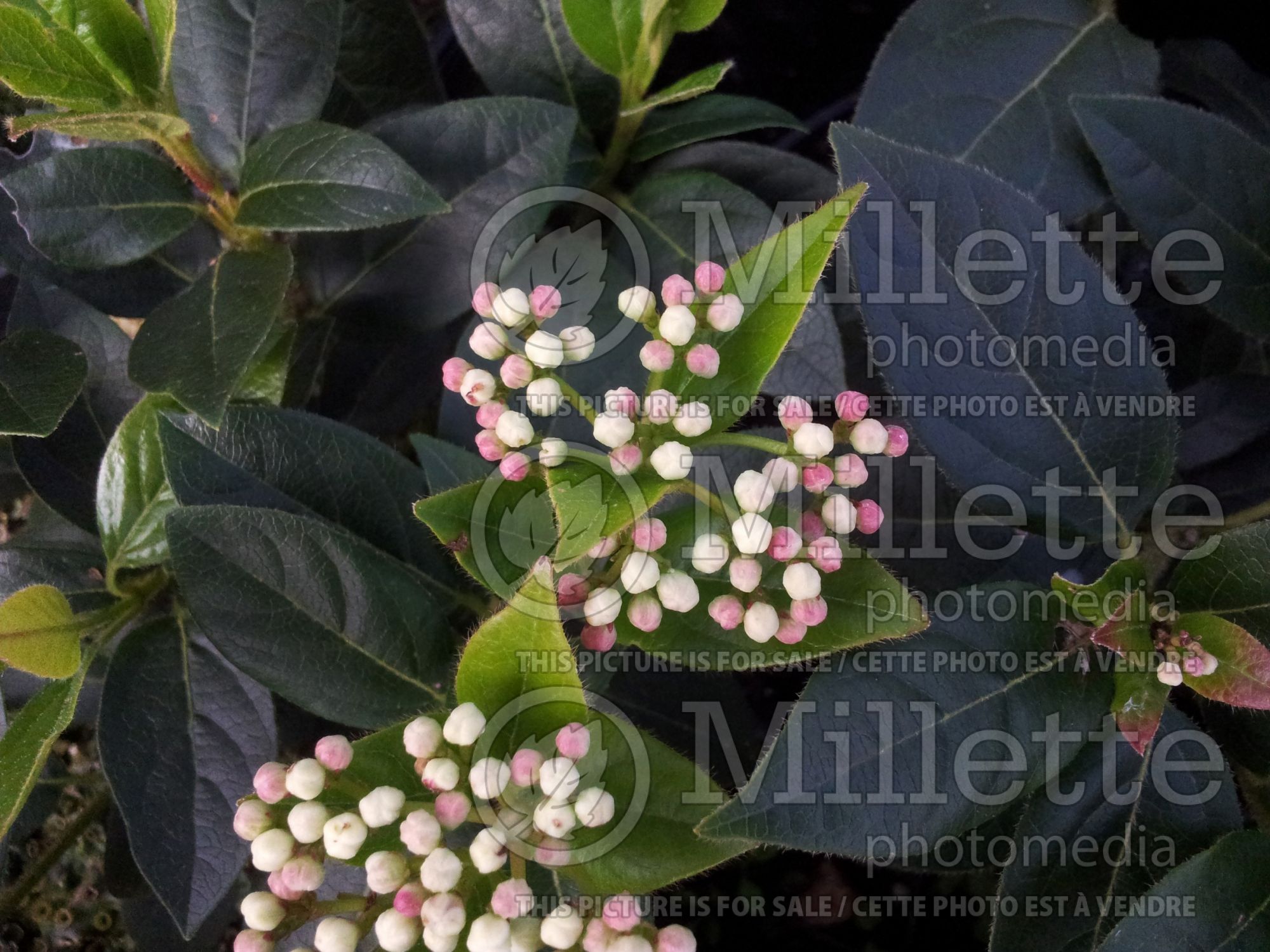 Viburnum Eve Price (Laurustinus) 5