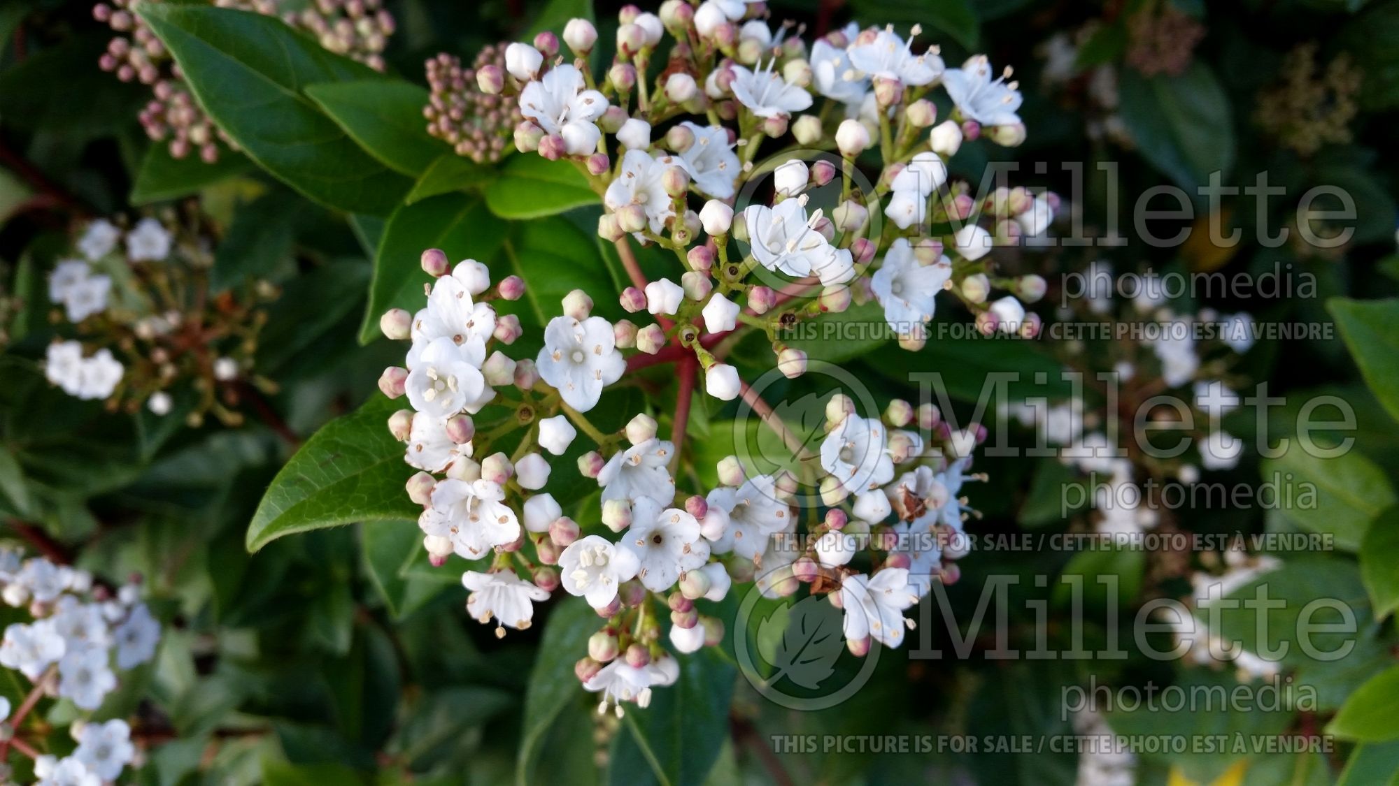 Viburnum Eve Price (Laurustinus) 4