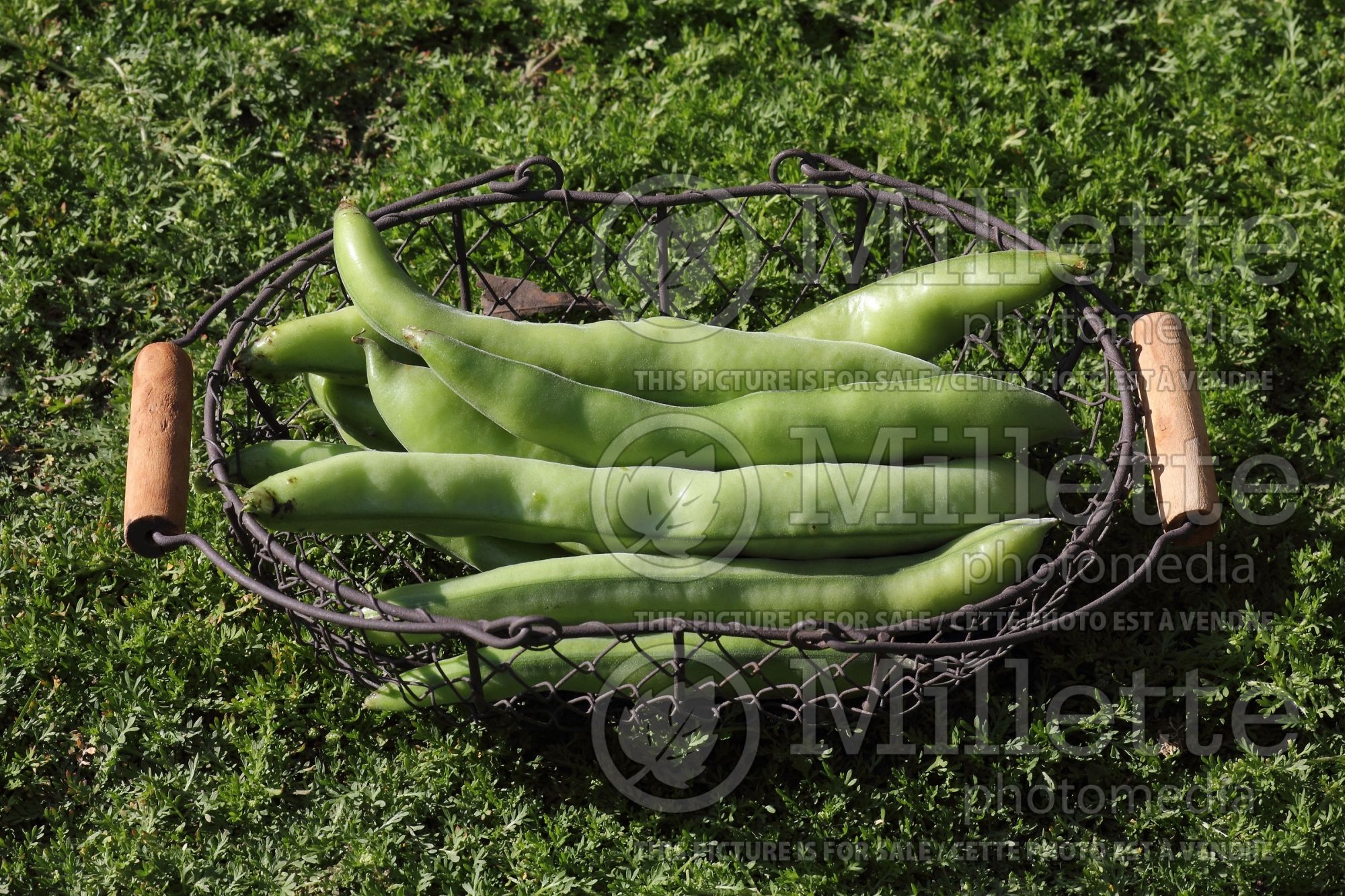 Vicia Aquadulce (Sweet pea vegetable) 4