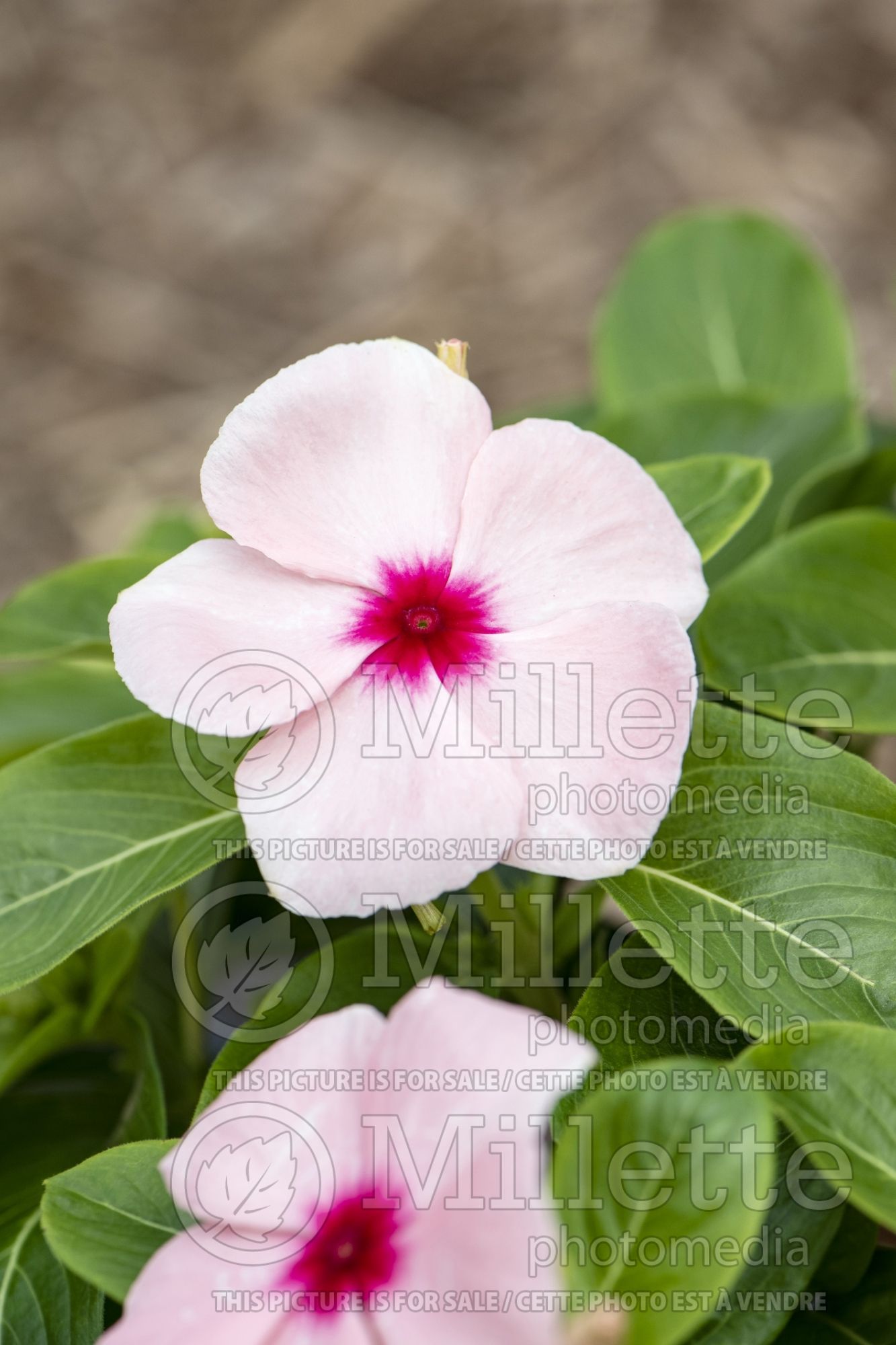 Vinca aka Catharanthus Blockbuster Apricot (vinca periwinkle) 1