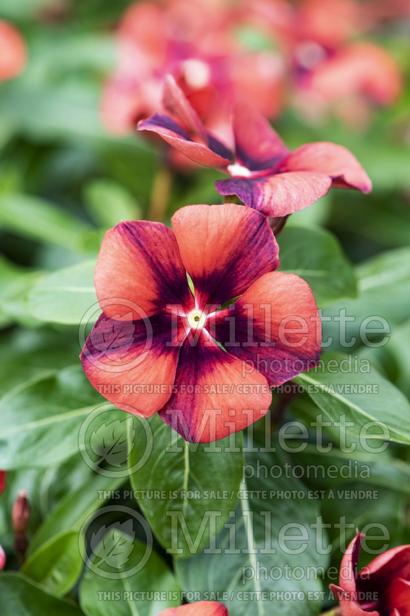 Vinca aka Catharanthus Tattoo Tangerine (Periwinkle Upright Vinca) 1