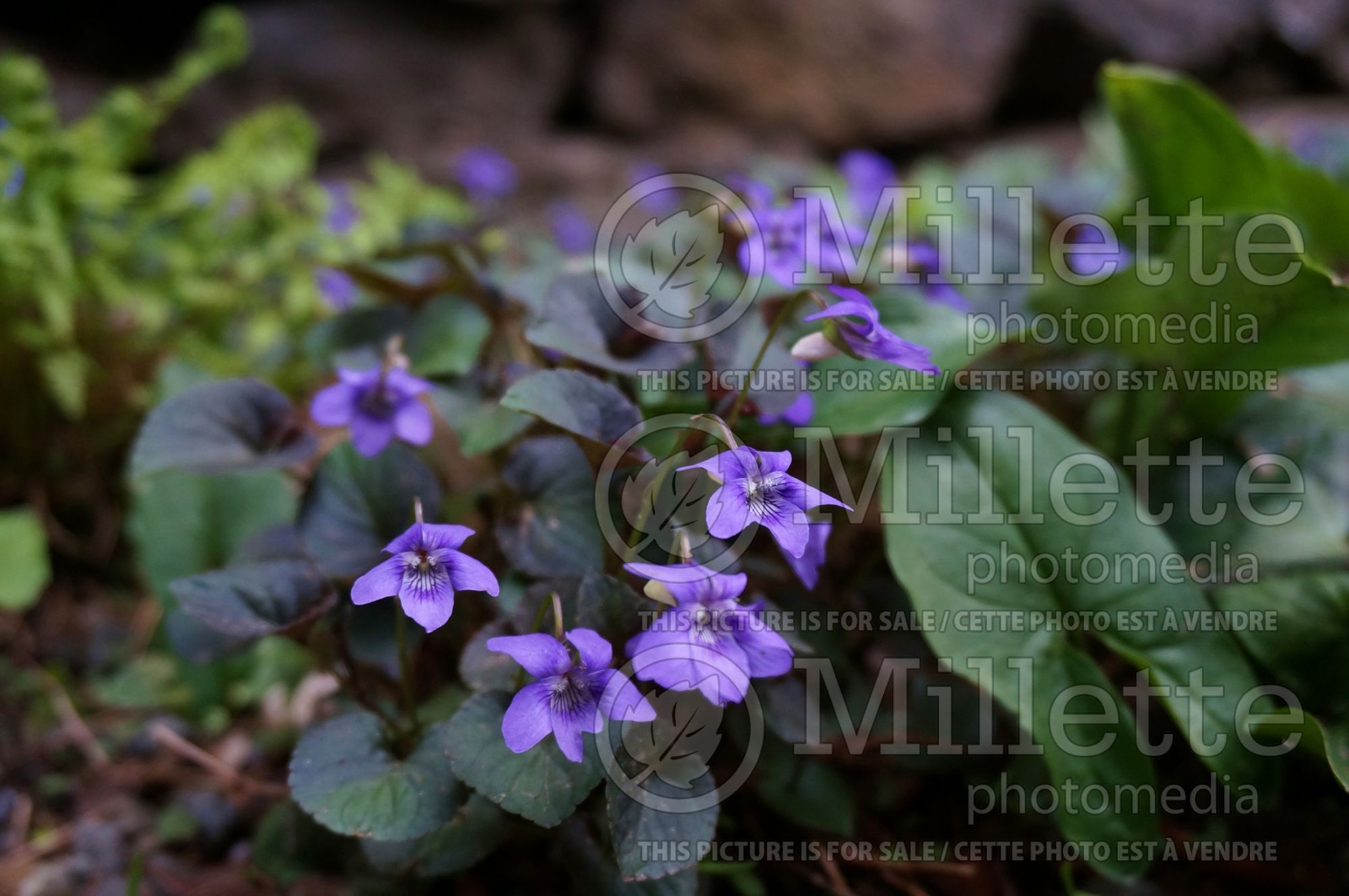 Viola labradorica (Violet) 4