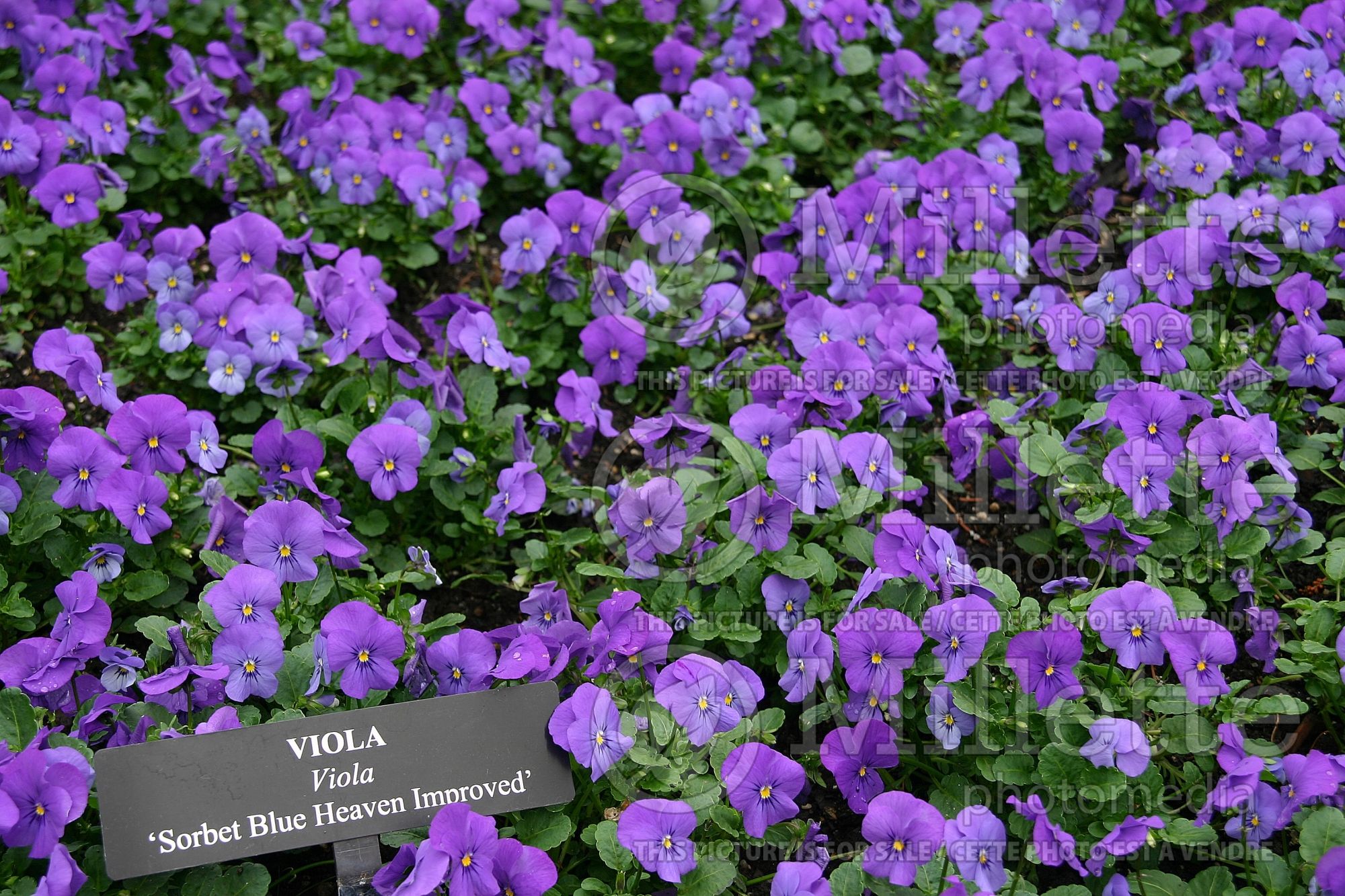 Viola Sorbet Blue Heaven (bird's foot violet) 1