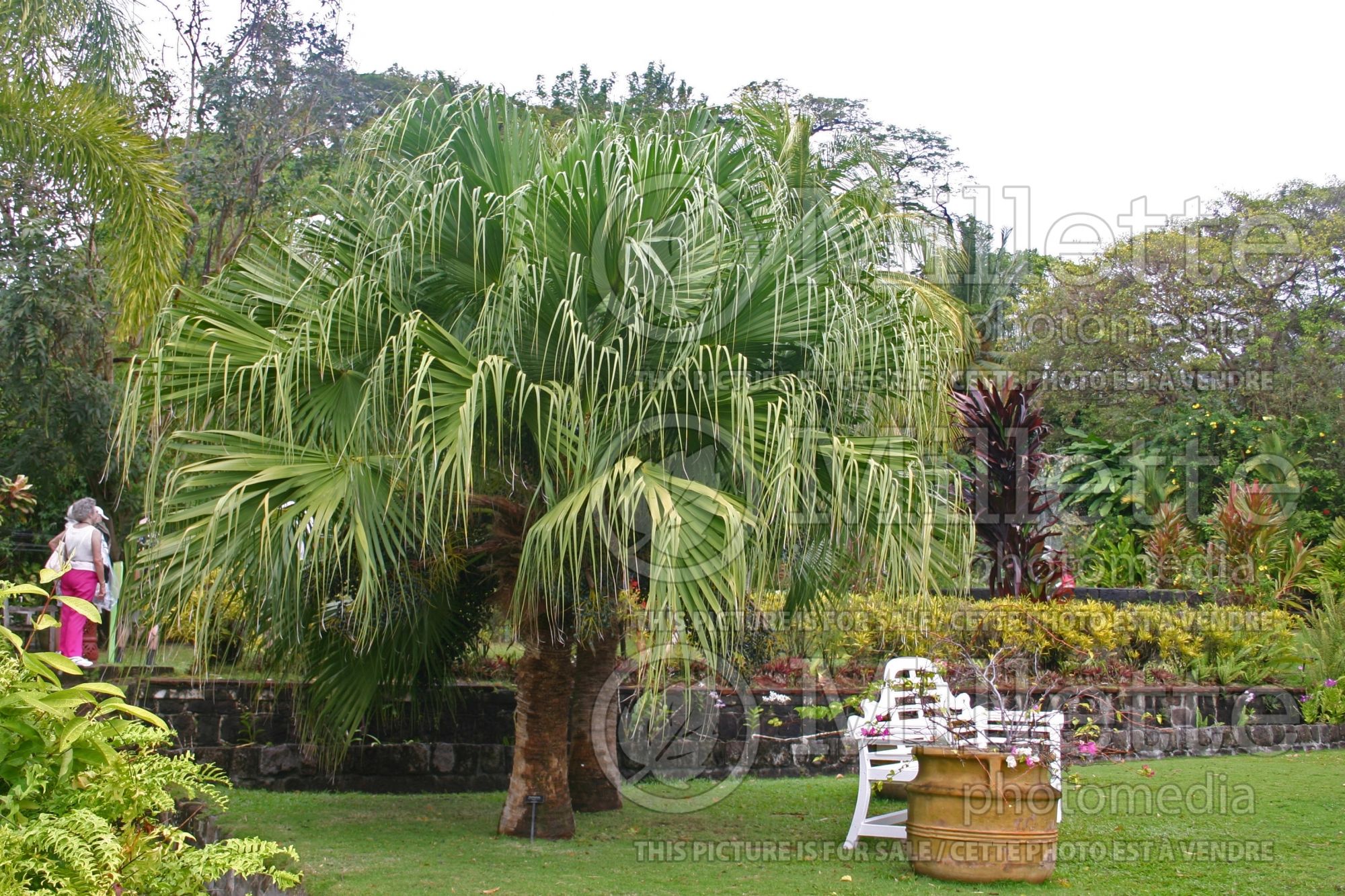 Washingtonia robusta (Mexican fan palm) 1
