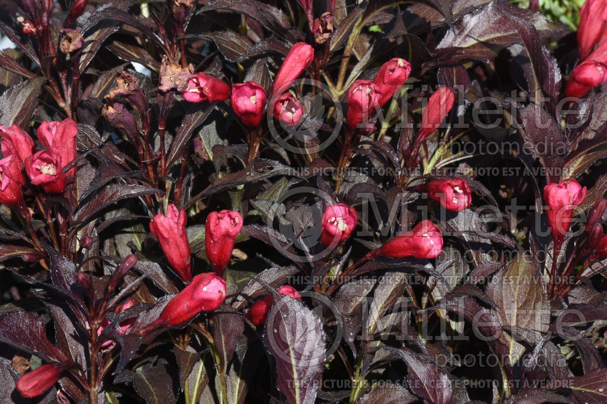 Weigela Electric Love (Weigela) 1