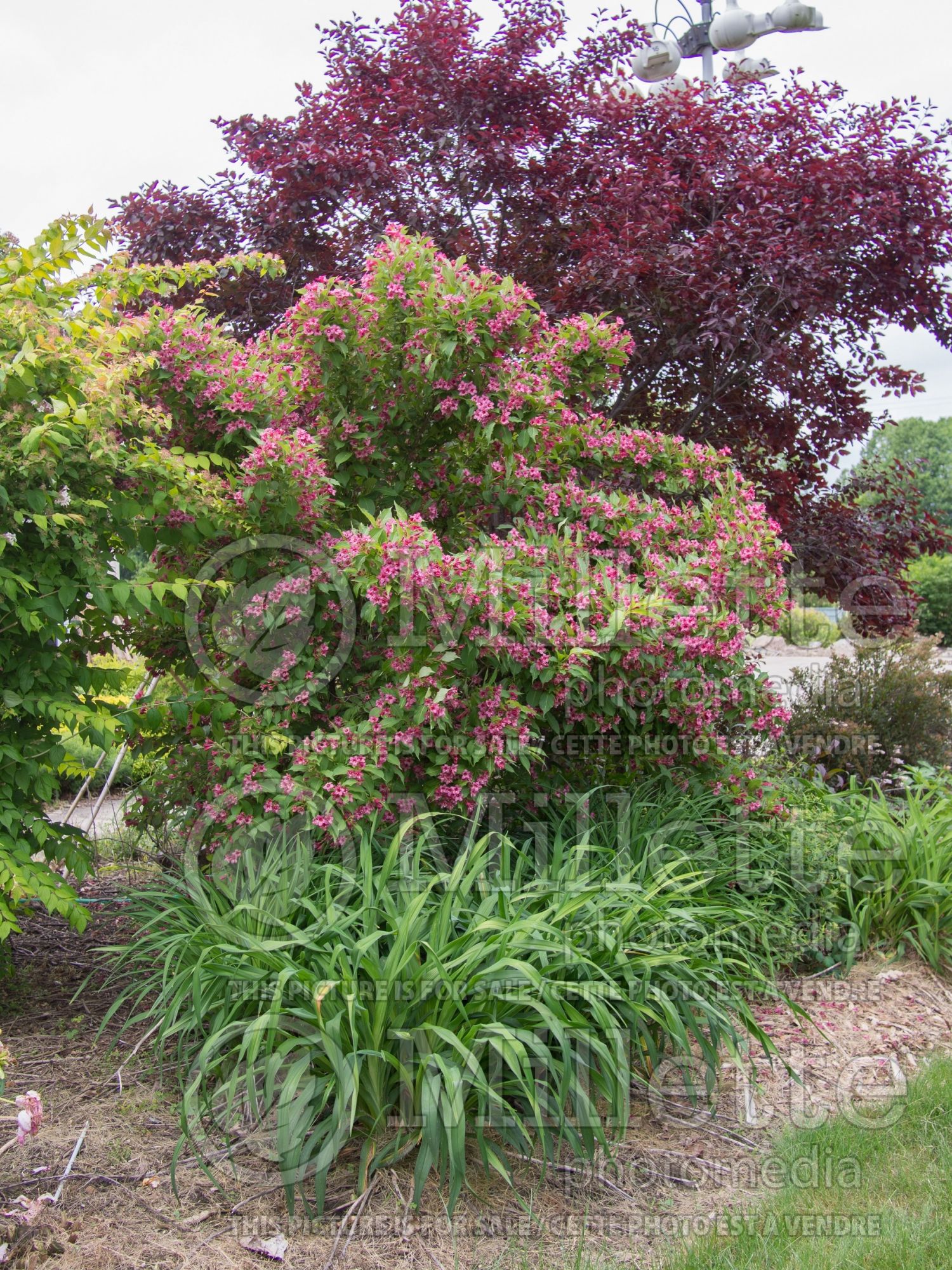 Weigela Beth (Weigela) 1