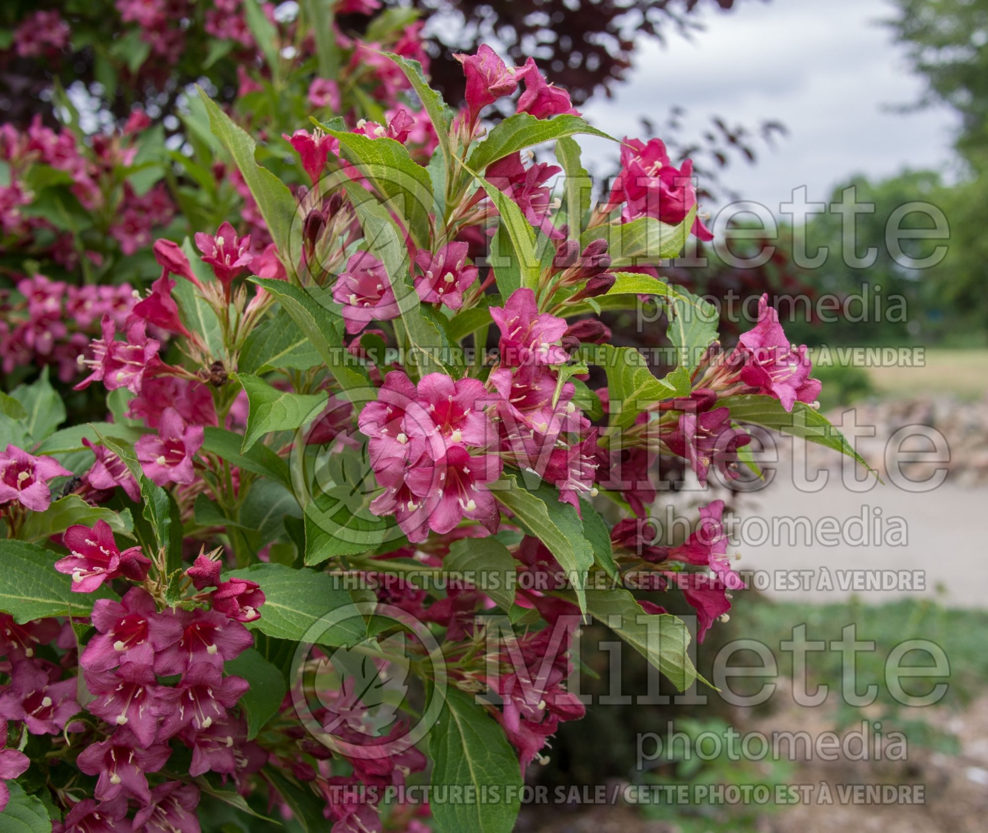 Weigela Beth (Weigela) 2