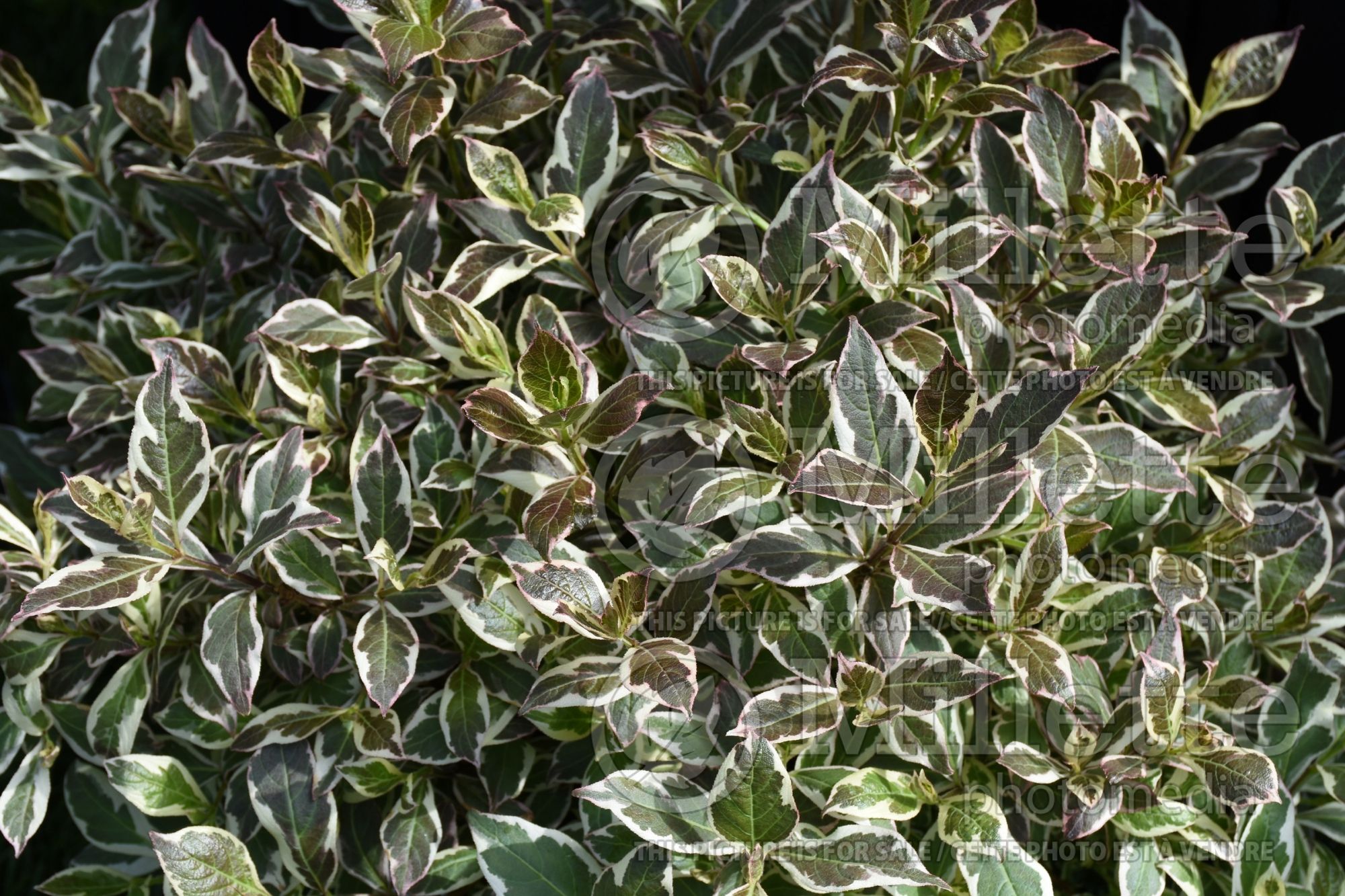 Weigela My Monet Purple Effect (Weigela) 1