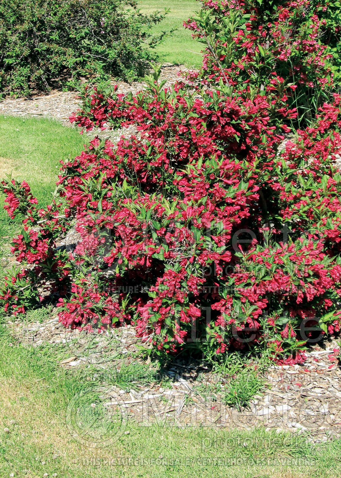 Weigela Red Prince (Weigela) 3