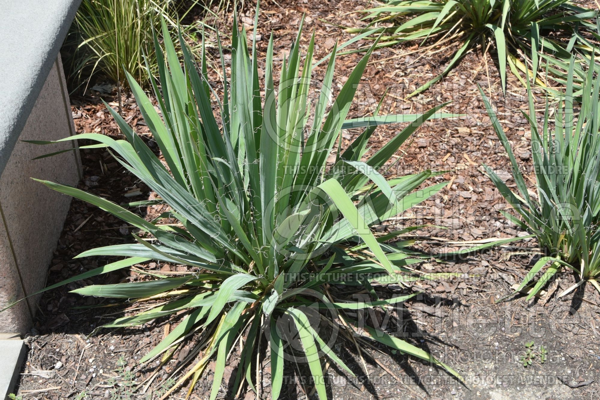 Yucca Corbett's Blue (Adam's Needle, Yucca) 1