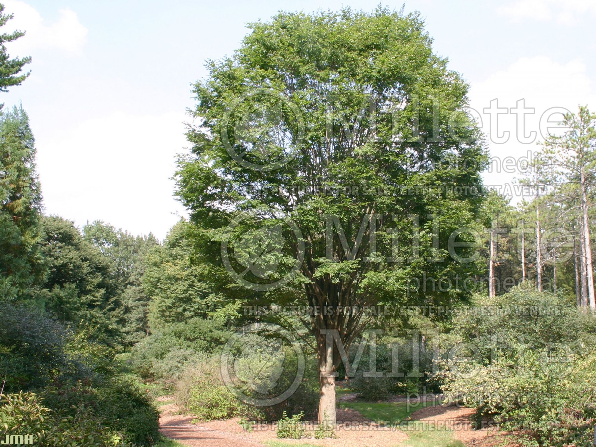 Zelkova serrata (Japanese zelkova) 4