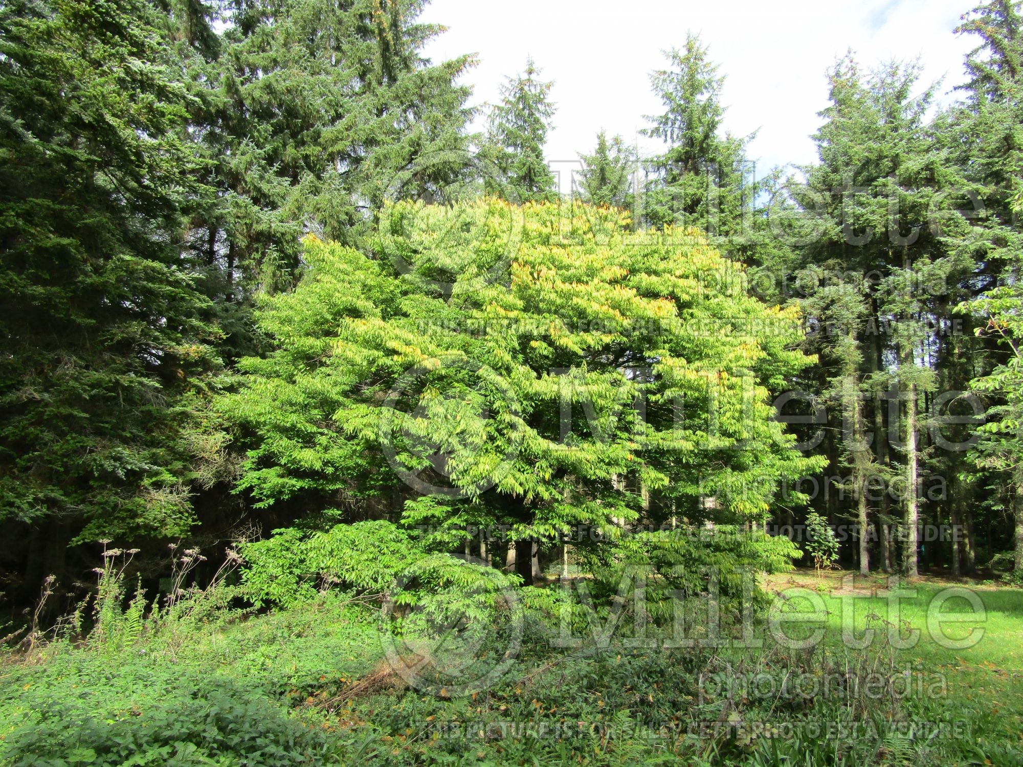 Zelkova serrata (Japanese zelkova) 2