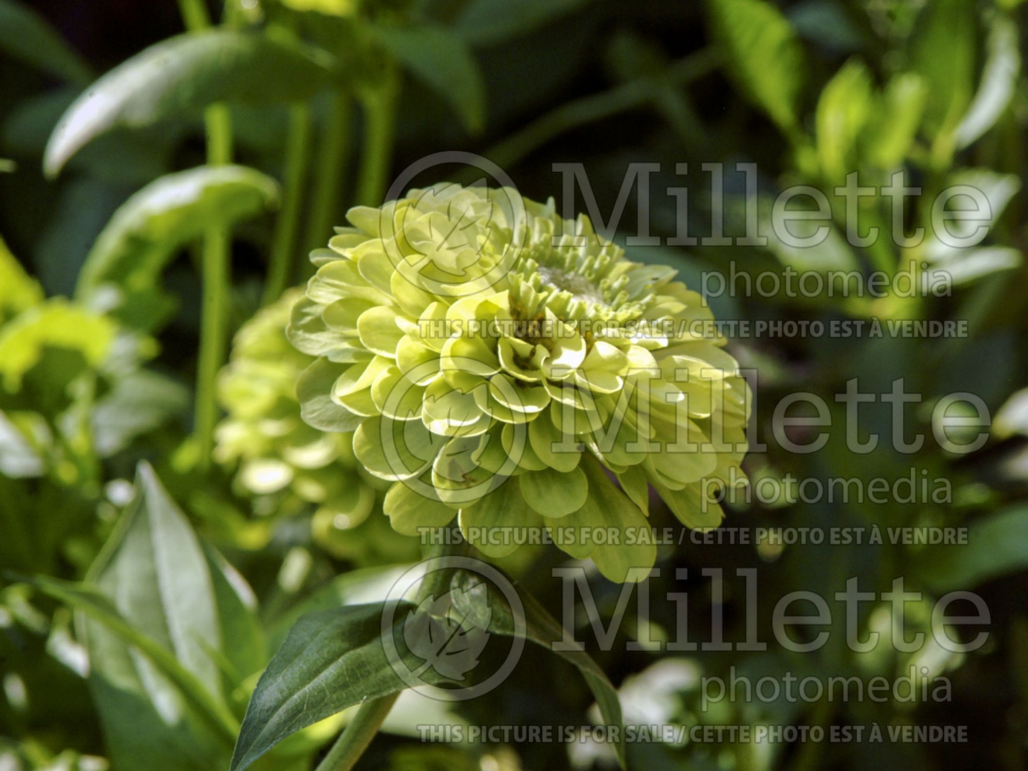 Zinnia Envy (Zinnia) 2