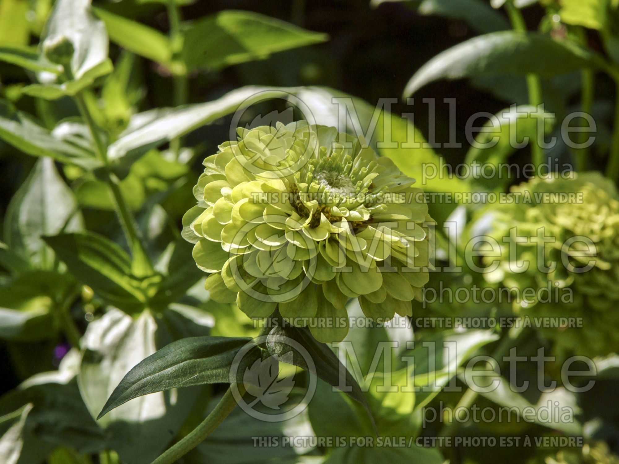 Zinnia Envy (Zinnia) 3