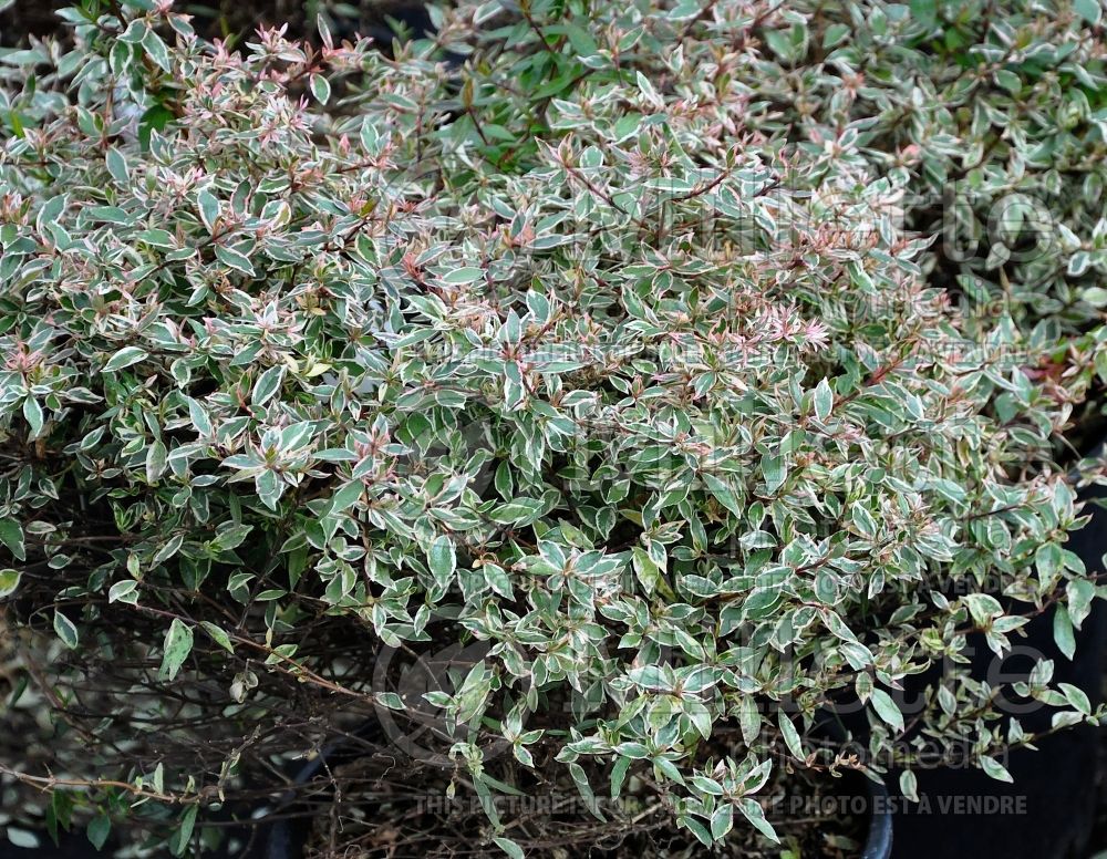 Abelia grandiflora Confetti or Conti (Sweet Abelia) 1 