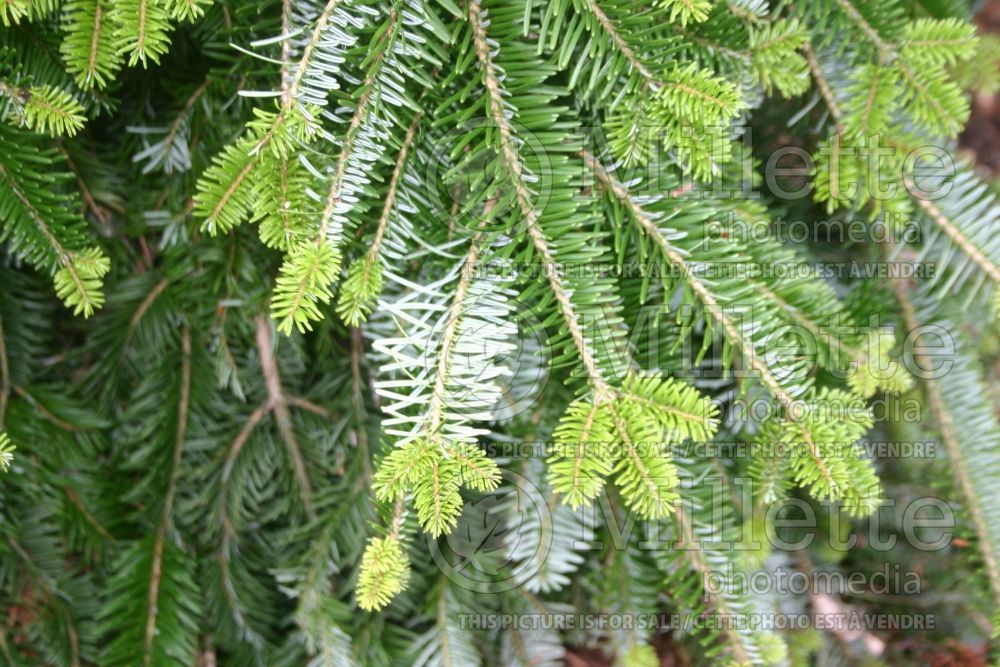 Abies Green Spiral (Pacific silver fir conifer) 1 