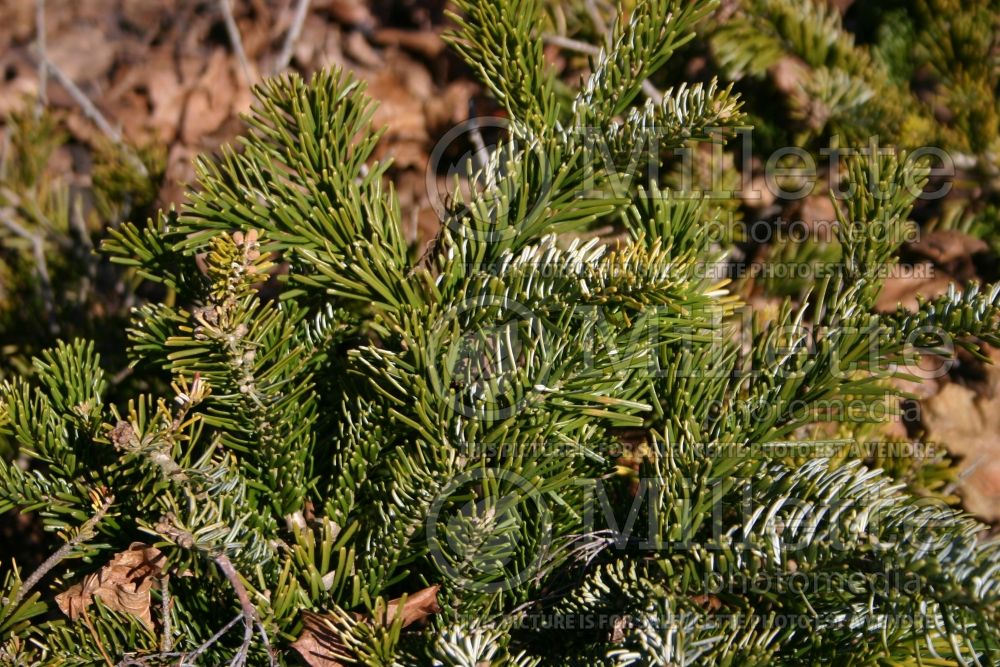 Abies Spreading Star  (Pacific silver fir conifer) 2 