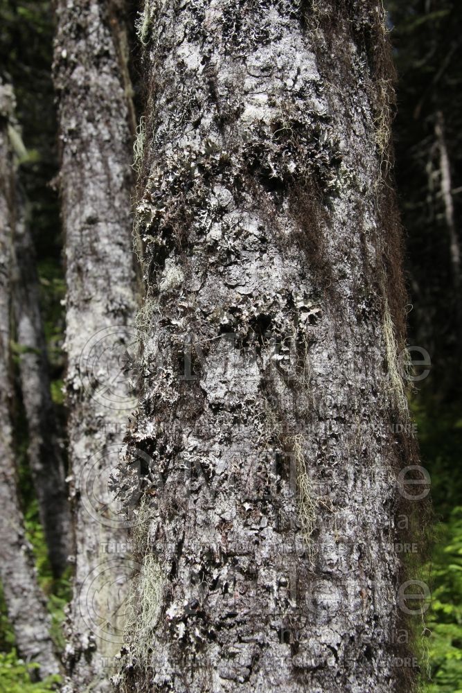 Abies balsamea - bark (Balsam fir conifer) 1  