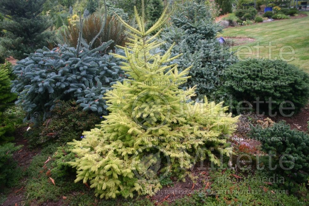 Abies Eugene’s Gold (Taurus fir or Cilicia fir conifer) 1 