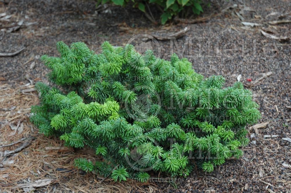 Abies Nana (Balsam fir conifer) 12 