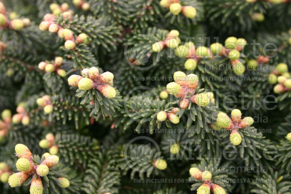 Abies Piccolo (Balsam fir conifer) 4  