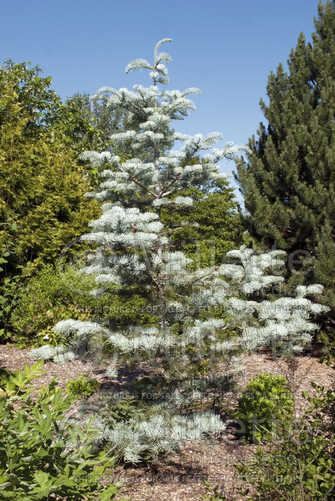Abies Argentea or Candicans (Argentea White Fir conifer) 4 