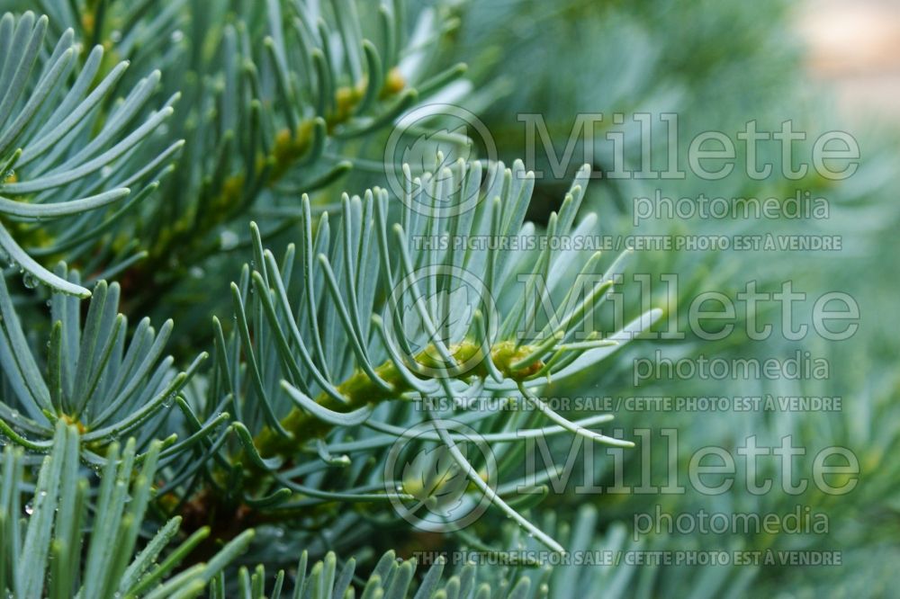 Abies Glauca Compacta  (Korean fir conifer) 1 