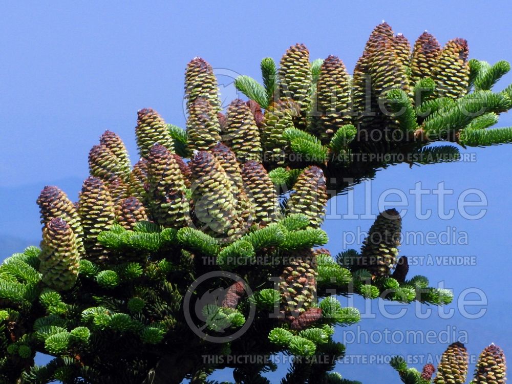 Abies fraseri (Fraser fir conifer) 4