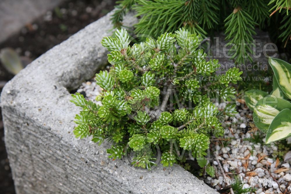 Abies Silberperle (Korean fir conifer - sapin) 1 