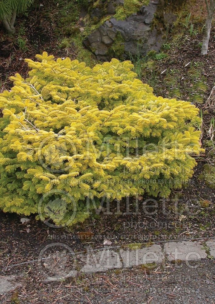 Abies Golden Spreader (Nordmann Fir conifer) 3 