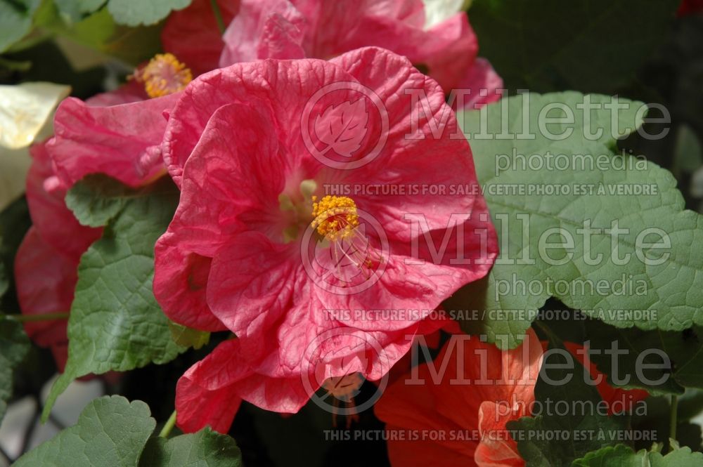 Abutilon Bella Pink (Flowering Maple, Indian Mallow) 1 