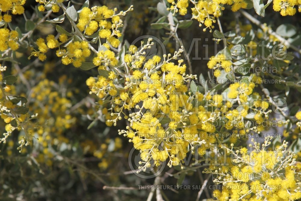 Acacia podalyriifolia (silver wattle) 2 