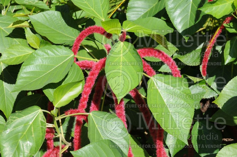Acalypha hispida (Chenille plant) 13 