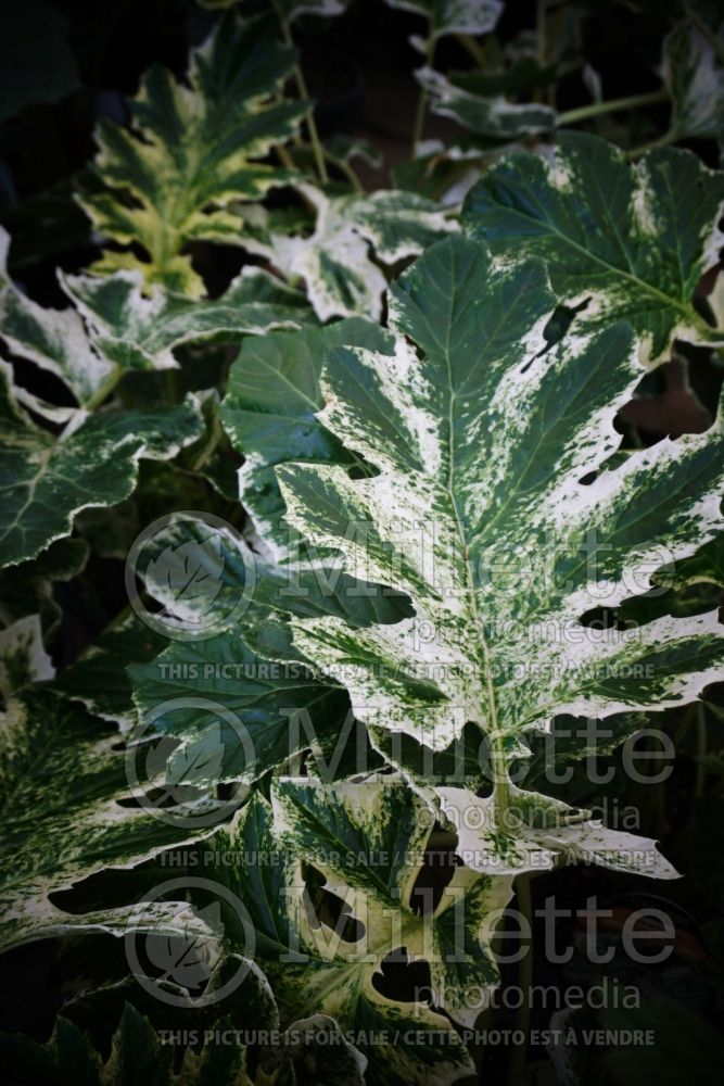 Acanthus Whitewater (Bear's breeches) 4
