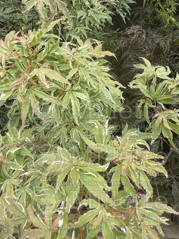 Acer Butterfly (Japanese Maple) 10
