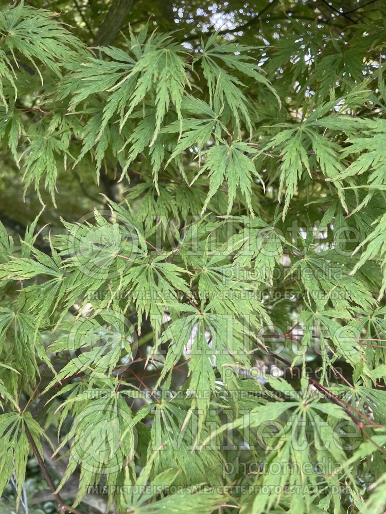 Acer palmatum f. sinuatum (Japanese Maple) 1