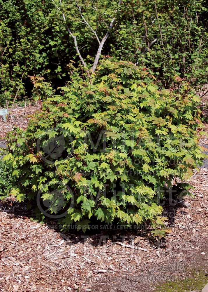 Acer circinatum (Vine Maple) 5